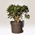 product_2814_image_36617.jpg